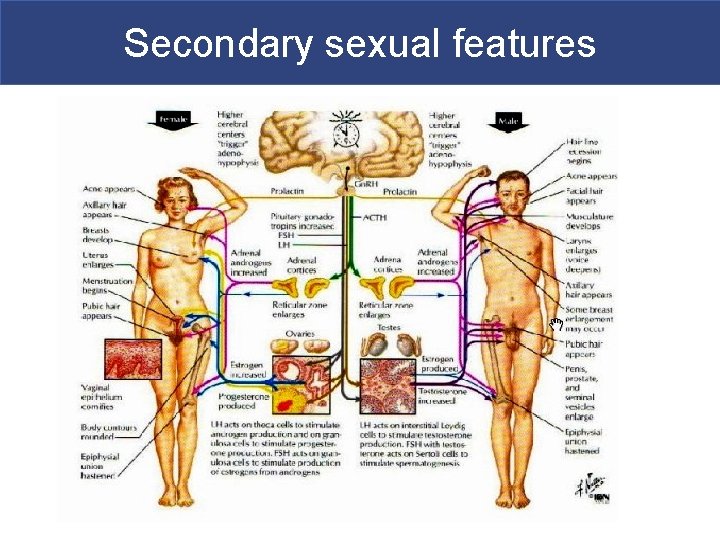 Secondary sexual features 