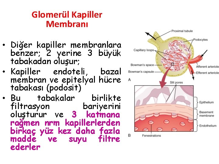 Glomerül Kapiller Membranı • Diğer kapiller membranlara benzer; 2 yerine 3 büyük tabakadan oluşur;