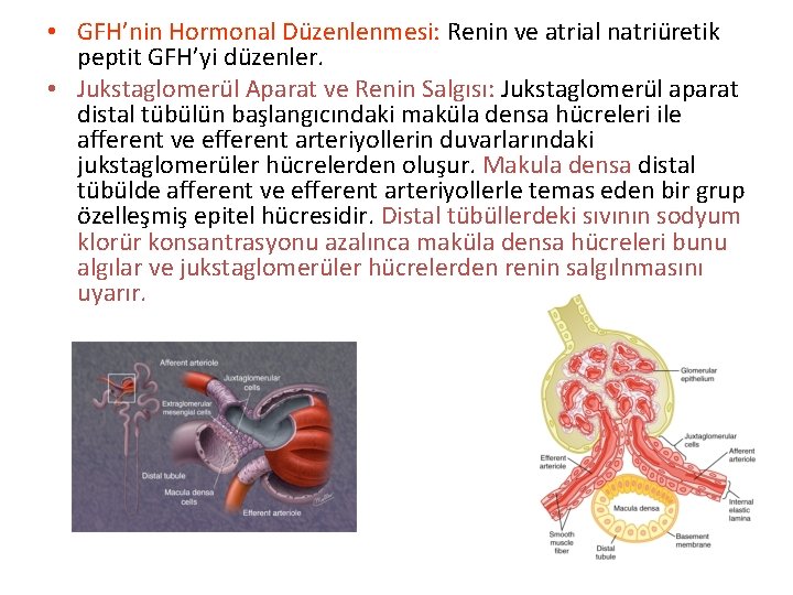  • GFH’nin Hormonal Düzenlenmesi: Renin ve atrial natriüretik peptit GFH’yi düzenler. • Jukstaglomerül