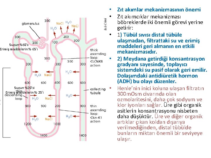 Suyun %60’ı Erimiş maddelerin % 65’i Suyun %20’si Erimiş maddelerin % 25’i • Zıt