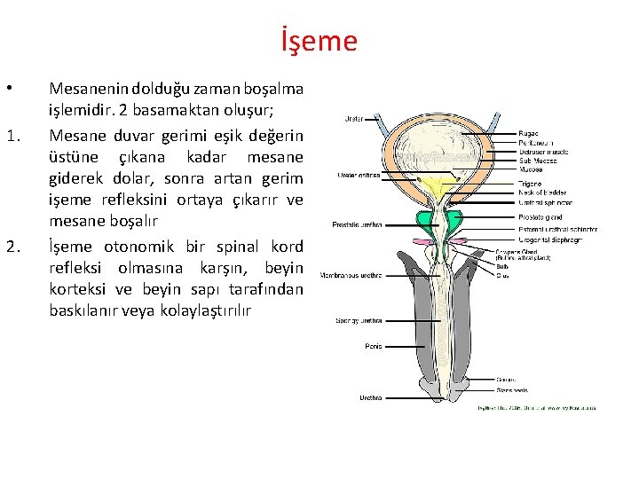 İşeme • 1. 2. Mesanenin dolduğu zaman boşalma işlemidir. 2 basamaktan oluşur; Mesane duvar