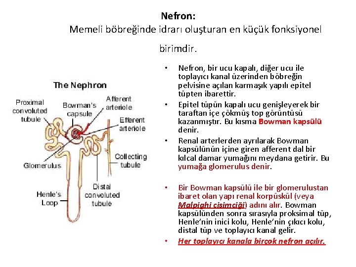 Nefron: Memeli böbreğinde idrarı oluşturan en küçük fonksiyonel birimdir. • • • Nefron, bir