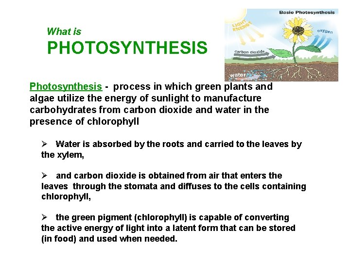 What is PHOTOSYNTHESIS Photosynthesis - process in which green plants and algae utilize the