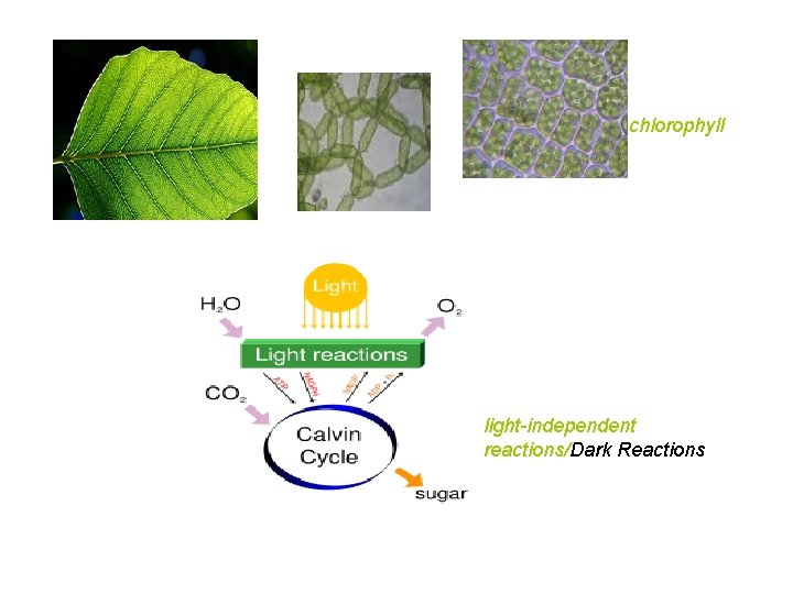 chlorophyll light-independent reactions/Dark Reactions 