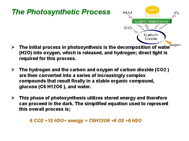 The Photosynthetic Process Ø The initial process in photosynthesis is the decomposition of water