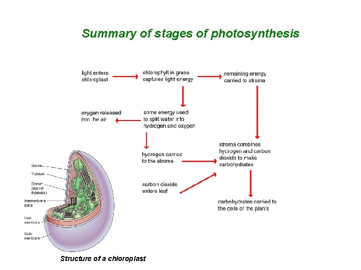 Summary of stages of photosynthesis Structure of a chloroplast Summary of stages of photosynthesis Structure of a chloroplast