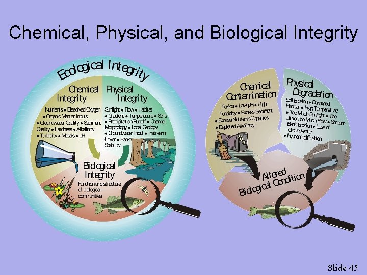 Chemical, Physical, and Biological Integrity Slide 45 