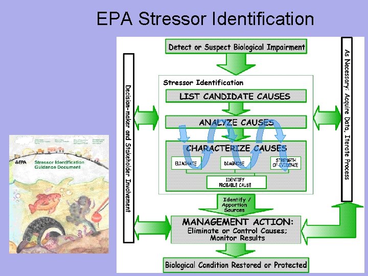 EPA Stressor Identification Slide 46 