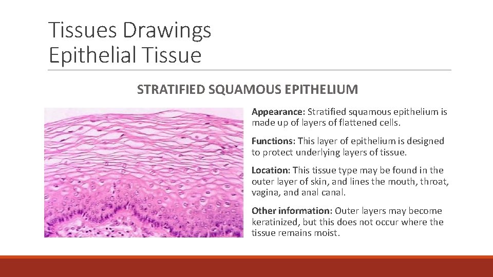 Tissues Drawings Epithelial Tissue STRATIFIED SQUAMOUS EPITHELIUM Appearance: Stratified squamous epithelium is made up