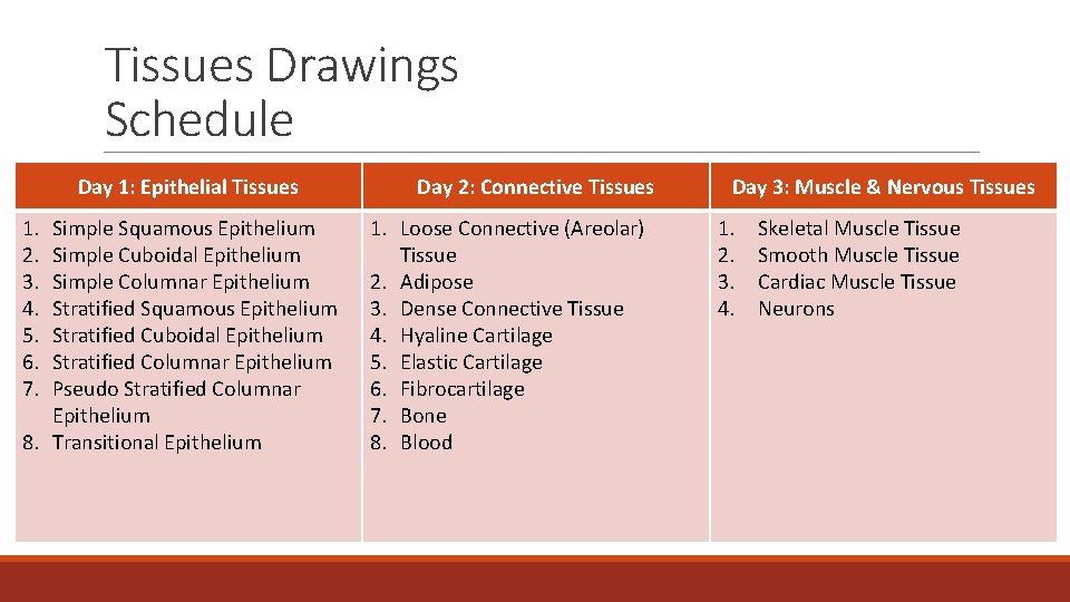 Tissues Drawings Schedule Day 1: Epithelial Tissues 1. 2. 3. 4. 5. 6. 7.