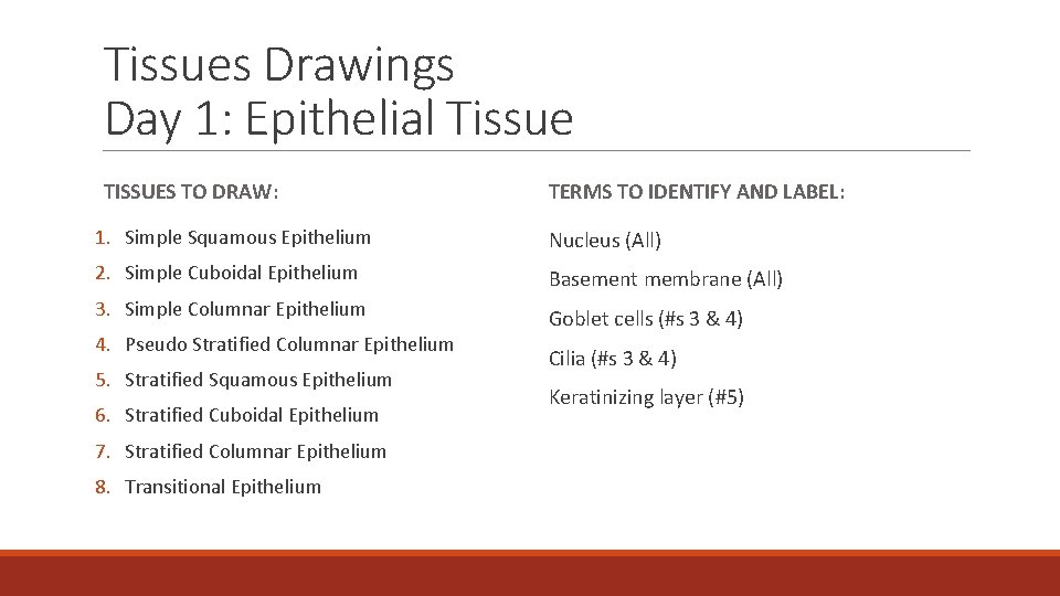 Tissues Drawings Day 1: Epithelial Tissue TISSUES TO DRAW: TERMS TO IDENTIFY AND LABEL: