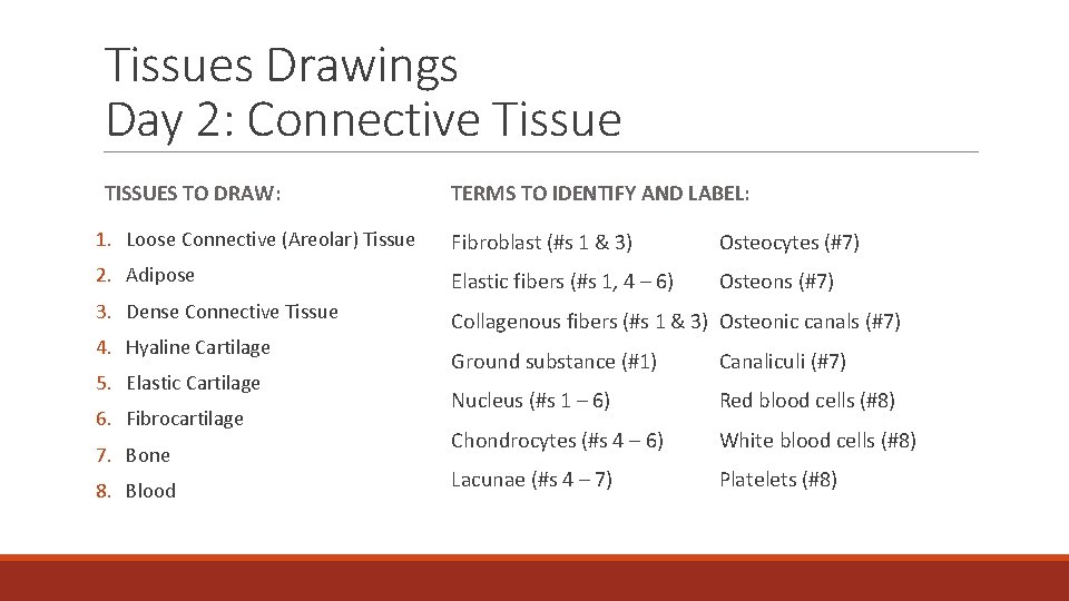 Tissues Drawings Day 2: Connective Tissue TISSUES TO DRAW: TERMS TO IDENTIFY AND LABEL: