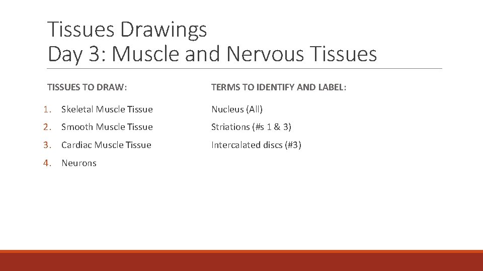 Tissues Drawings Day 3: Muscle and Nervous Tissues TISSUES TO DRAW: TERMS TO IDENTIFY