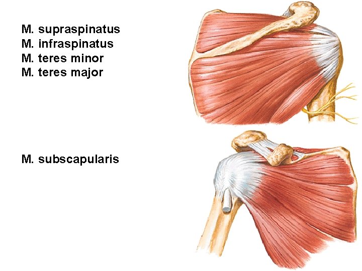 M. supraspinatus M. infraspinatus M. teres minor M. teres major M. subscapularis 