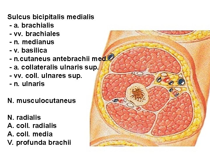 Sulcus bicipitalis medialis - a. brachialis - vv. brachiales - n. medianus - v.