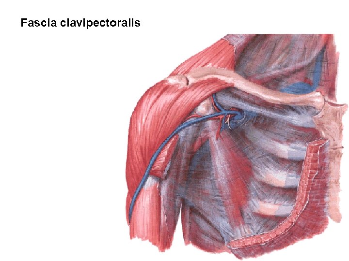 Fascia clavipectoralis 
