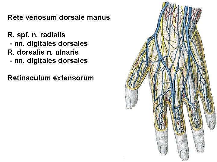 Rete venosum dorsale manus R. spf. n. radialis - nn. digitales dorsales R. dorsalis