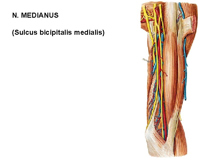 N. MEDIANUS (Sulcus bicipitalis medialis) 