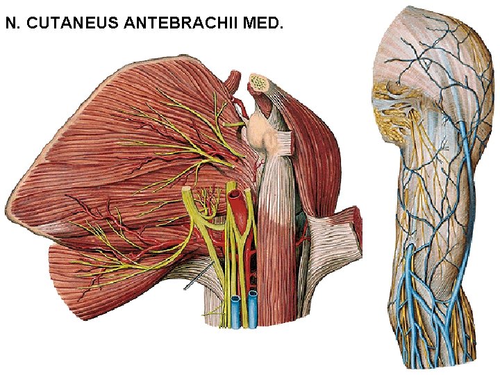N. CUTANEUS ANTEBRACHII MED. 