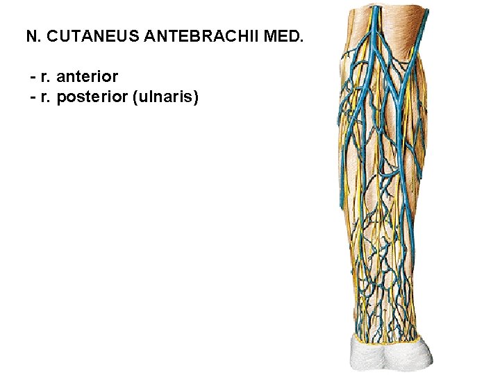 N. CUTANEUS ANTEBRACHII MED. - r. anterior - r. posterior (ulnaris) 
