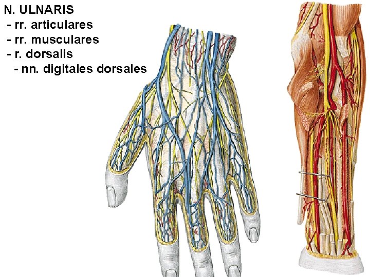 N. ULNARIS - rr. articulares - rr. musculares - r. dorsalis - nn. digitales