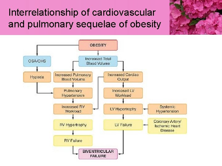 Interrelationship of cardiovascular and pulmonary sequelae of obesity 