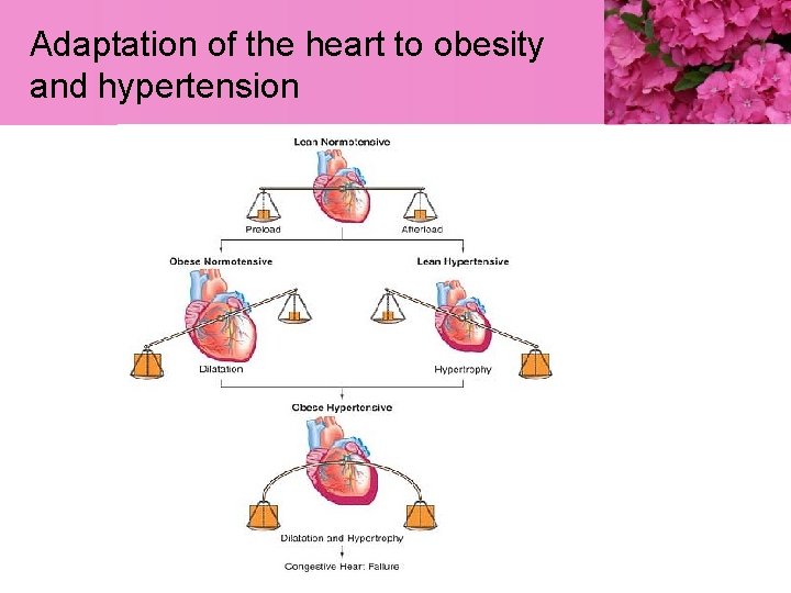 Adaptation of the heart to obesity and hypertension 