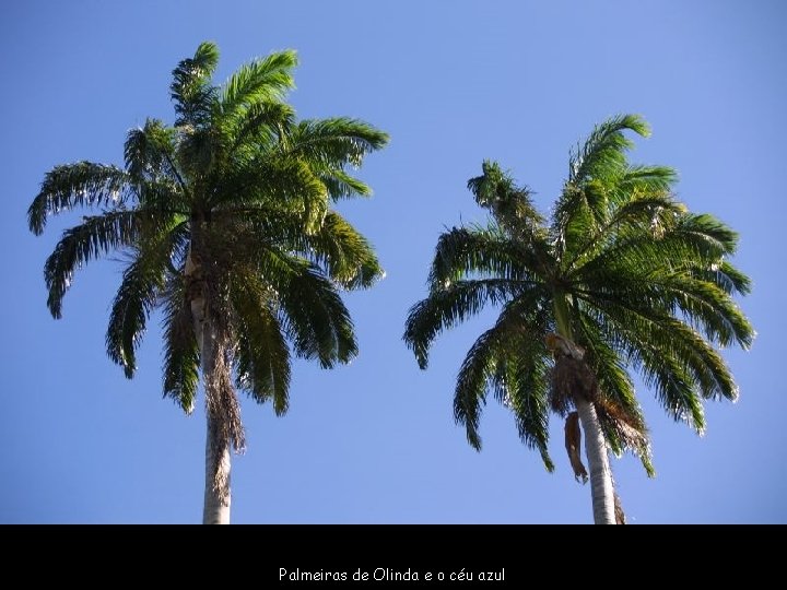 Palmeiras de Olinda e o céu azul 