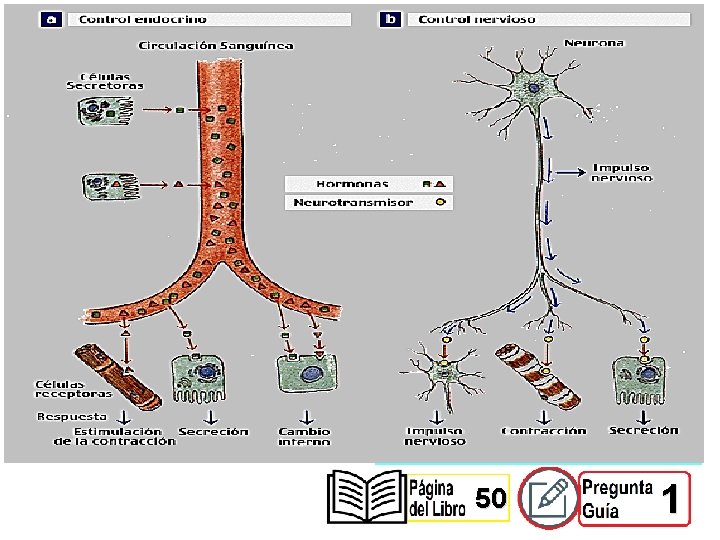 SISTEMA ENDOCRINO Los organismos estructuralmente complejos, necesitan un sistema que permita coordinar y regular