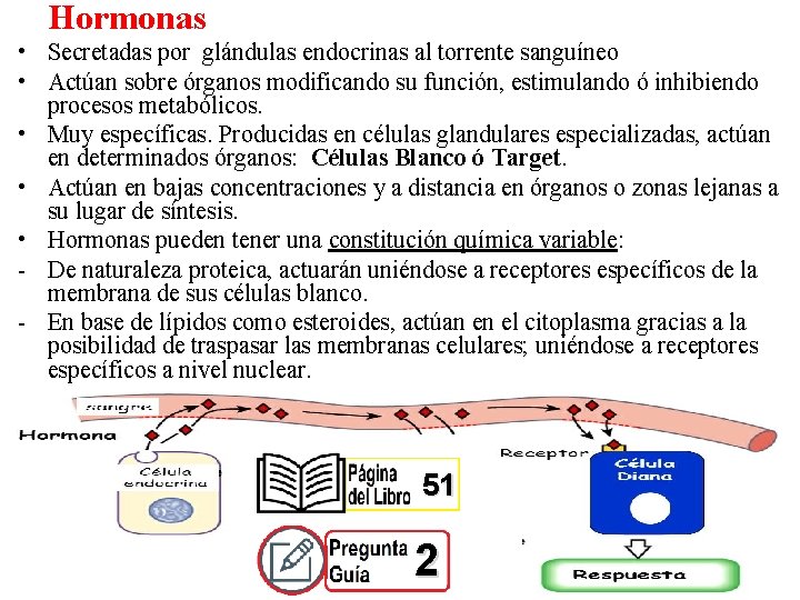 Hormonas • Secretadas por glándulas endocrinas al torrente sanguíneo • Actúan sobre órganos modificando