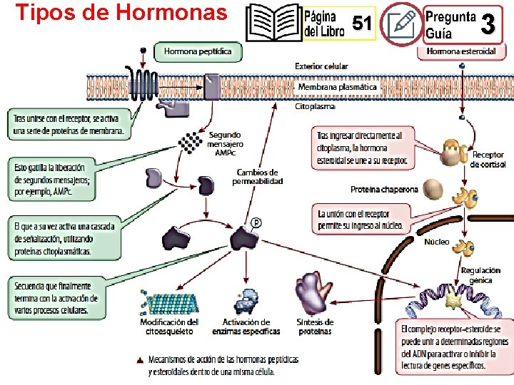 Tipos de Hormonas 51 3 