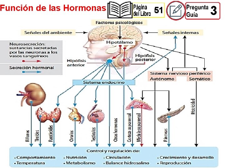 Función de las Hormonas 51 3 