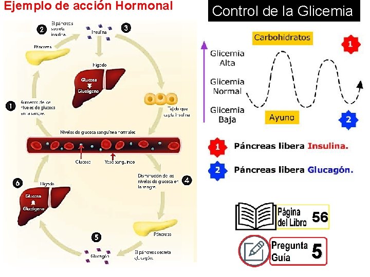 Ejemplo de acción Hormonal Control de la Glicemia 56 5 