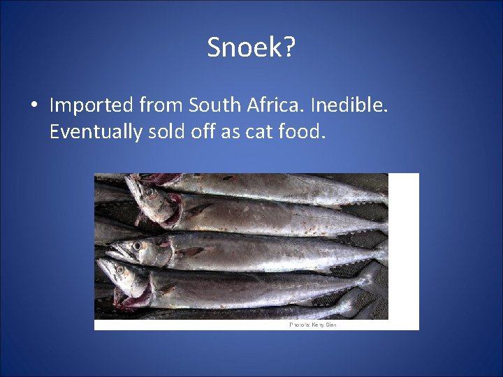 Snoek? • Imported from South Africa. Inedible. Eventually sold off as cat food. 