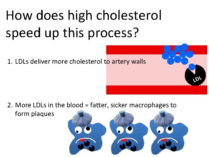 How does high cholesterol speed up this process? 1. LDLs deliver more cholesterol to
