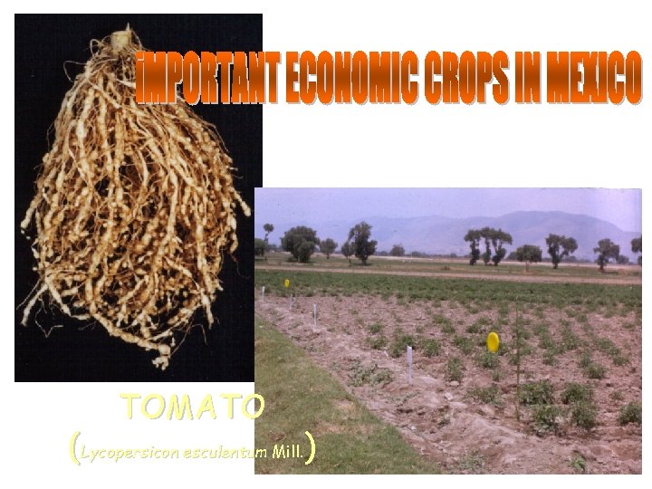 TOMATO (Lycopersicon esculentum Mill. ) 