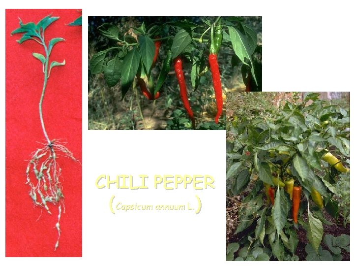 CHILI PEPPER (Capsicum annuum L. ) 