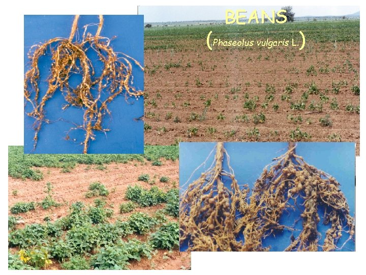 BEANS (Phaseolus vulgaris L. ) 