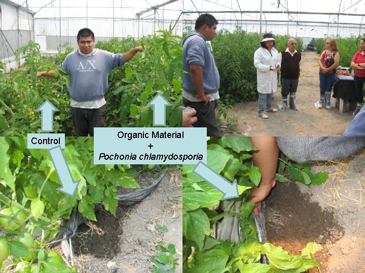 Control Organic Material + Pochonia chlamydosporia 