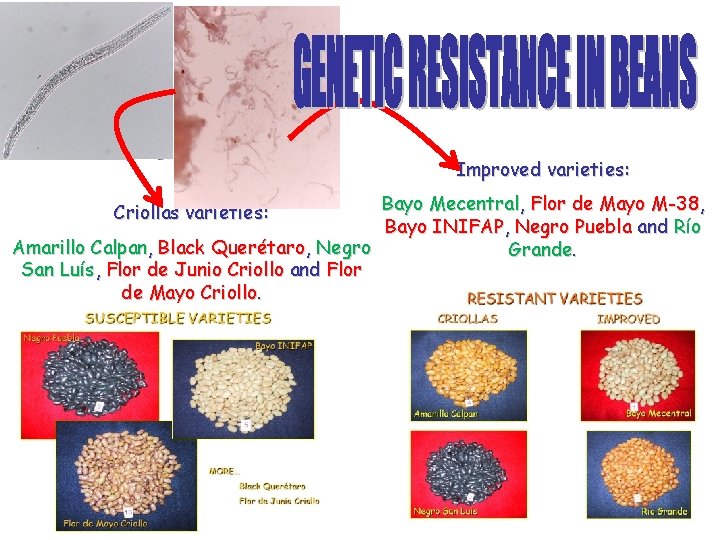 Improved varieties: Bayo Mecentral, Flor de Mayo M-38, Bayo INIFAP, Negro Puebla and Río