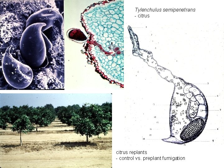Tylenchulus semipenetrans - citrus replants - control vs. preplant fumigation 