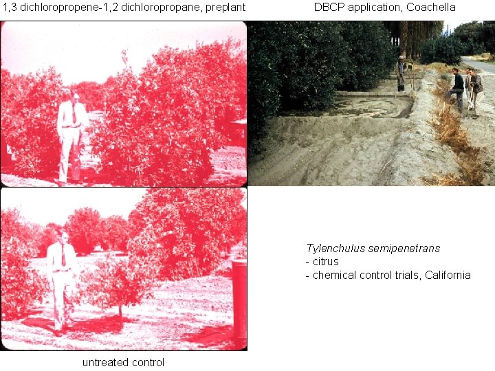 1, 3 dichloropropene-1, 2 dichloropropane, preplant DBCP application, Coachella Tylenchulus semipenetrans - citrus -