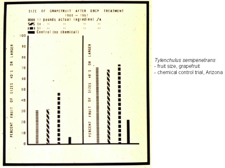 Tylenchulus semipenetrans - fruit size, grapefruit - chemical control trial, Arizona 