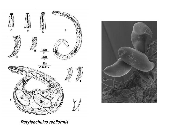 Rotylenchulus reniformis 