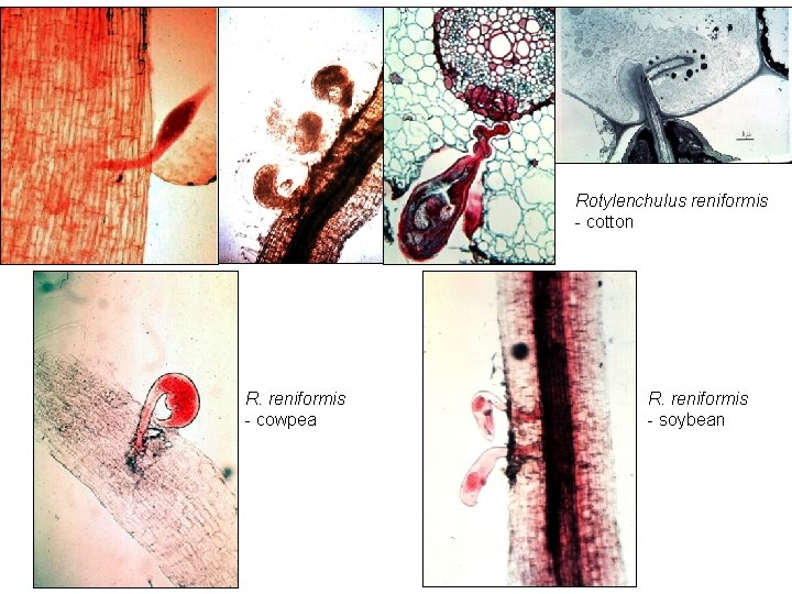 Rotylenchulus reniformis - cotton R. reniformis - cowpea R. reniformis - soybean 