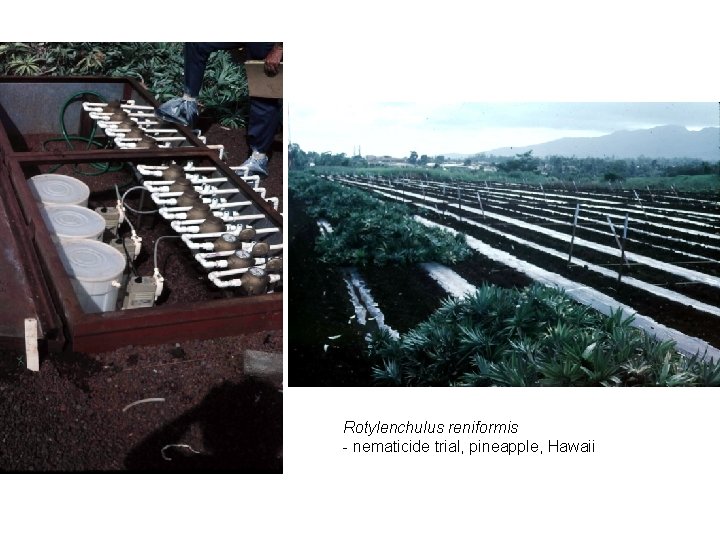 Rotylenchulus reniformis - nematicide trial, pineapple, Hawaii 