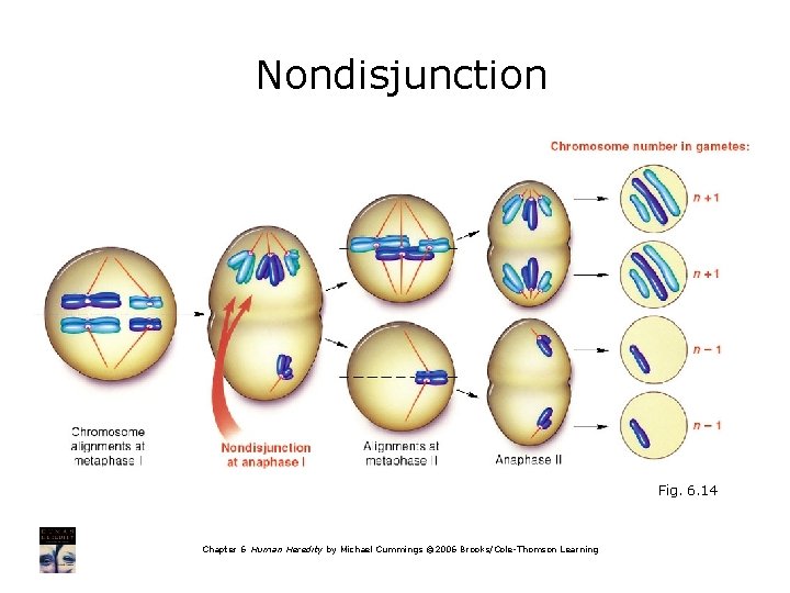 Nondisjunction Fig. 6. 14 Chapter 6 Human Heredity by Michael Cummings © 2006 Brooks/Cole-Thomson