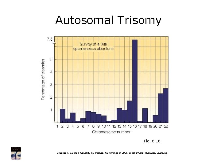 Autosomal Trisomy Fig. 6. 16 Chapter 6 Human Heredity by Michael Cummings © 2006
