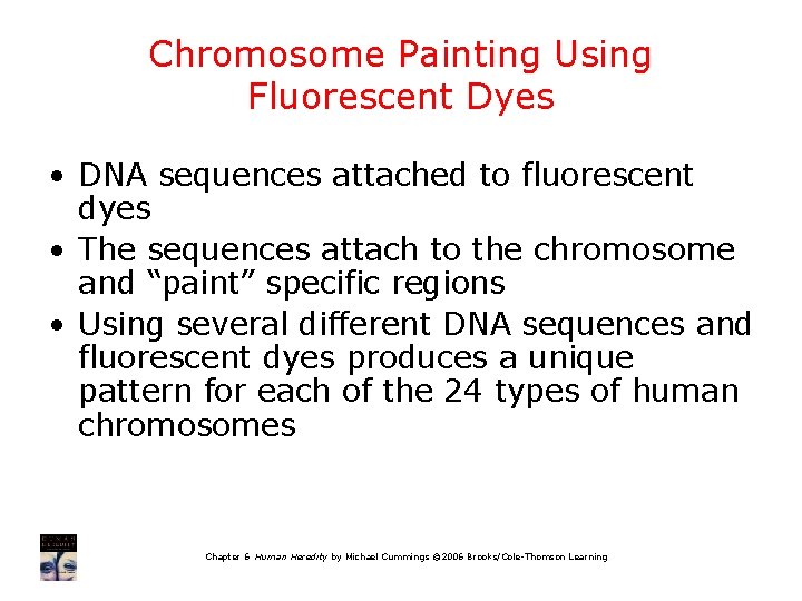 Chromosome Painting Using Fluorescent Dyes • DNA sequences attached to fluorescent dyes • The