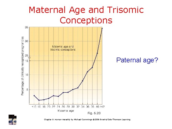 Maternal Age and Trisomic Conceptions Paternal age? Fig. 6. 20 Chapter 6 Human Heredity